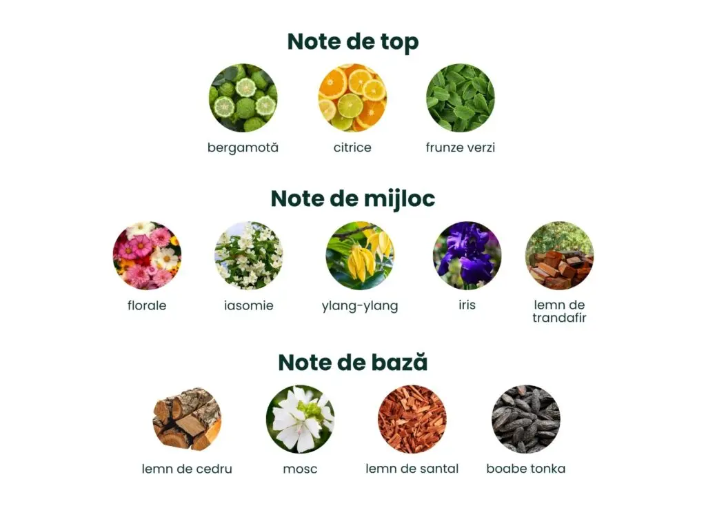 Piramida-parfum-Bold-1024x737.webp