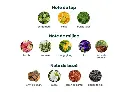 Piramida-parfum-Bold-1024x737.webp