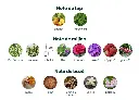 Piramida-Bloom-1024x737.webp