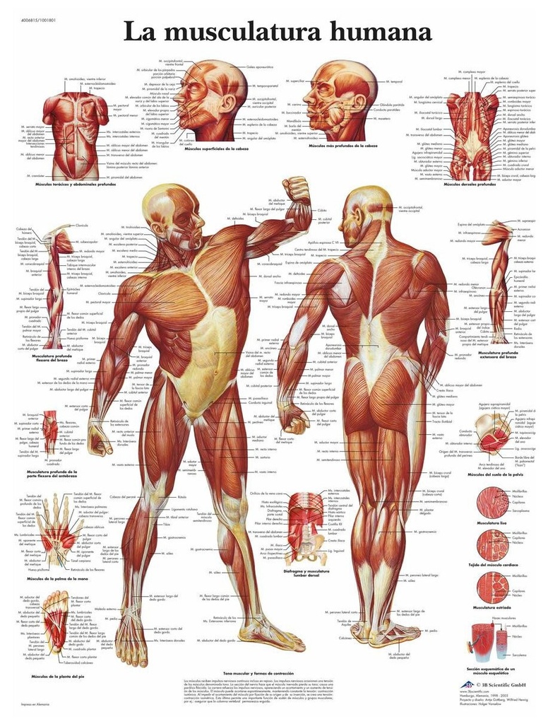 3B Scientific VR3118L Poster anatomic, musculatură umană