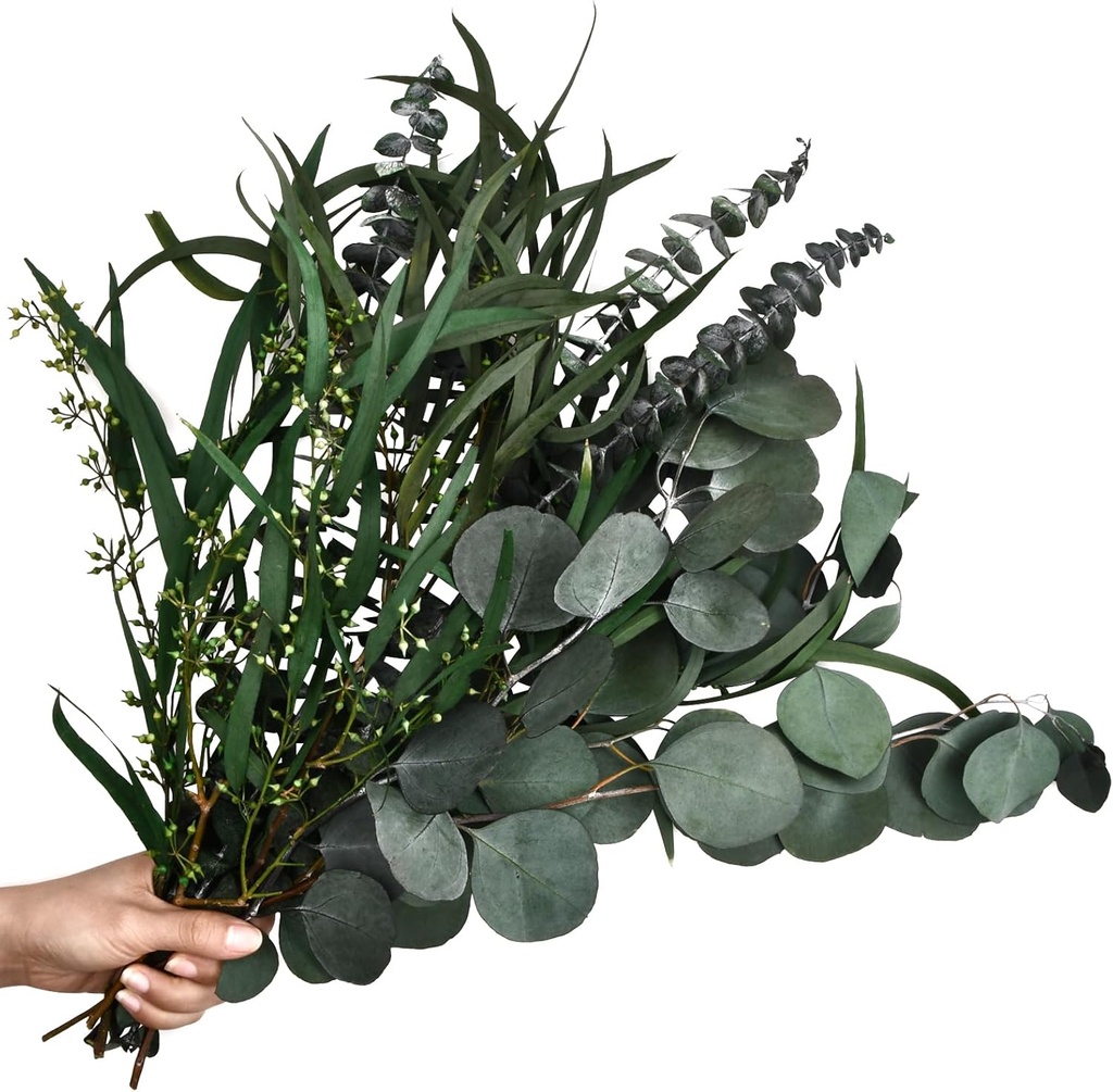 Laughhe 12 bucăți de eucalipt uscat, 3 tipuri de ramuri de eucalipt amestecate, eucalipt natural, flori uscate eterne, pentru aranjamente florale perfecte pentru nunta, decorarea casei