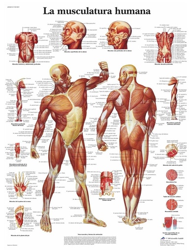 3B Scientific VR3118L Poster anatomic, musculatură umană