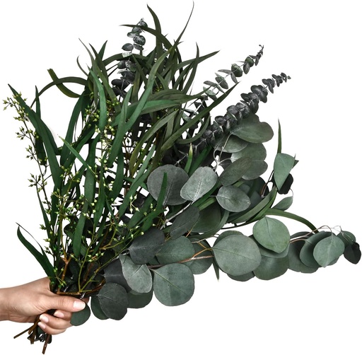 Laughhe 12 bucăți de eucalipt uscat, 3 tipuri de ramuri de eucalipt amestecate, eucalipt natural, flori uscate eterne, pentru aranjamente florale perfecte pentru nunta, decorarea casei